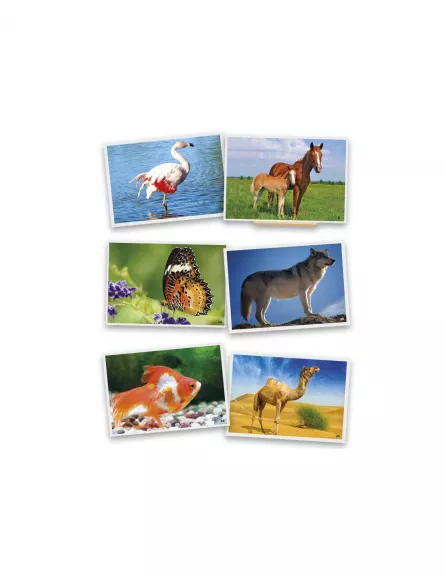 Jocuri cu cartonase si litere pentru copii - Fotografii cu animale