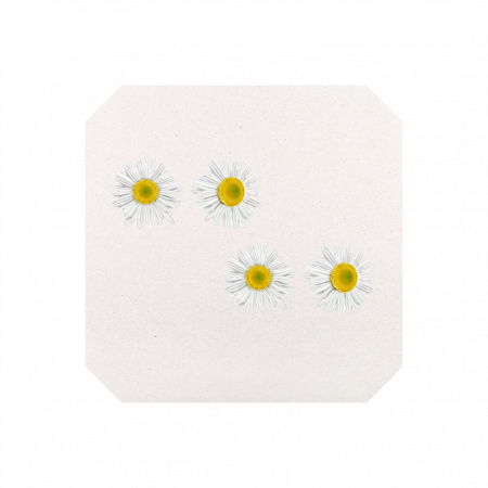 Presa pentru flori si frunze cu 12 separatoare, 17 x 17 cm [3]