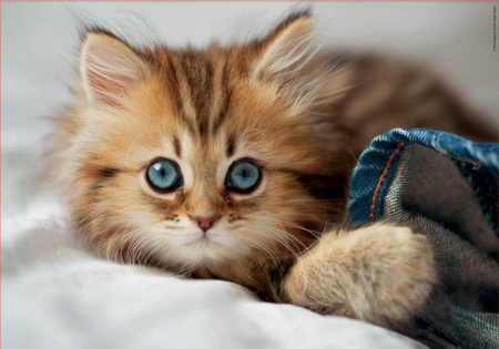 Puzzle cu 200 de piese - Pisicuta [1]