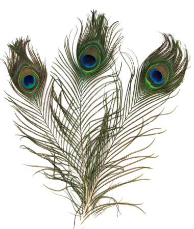 Art&Craft - Set 3 pene de păun, 25 - 30 cm