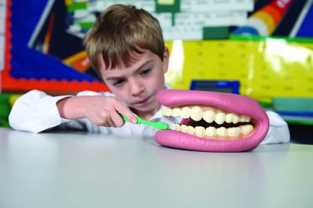 Explorarea mediului inconjurator - Set demonstrativ pentru igiena dentară