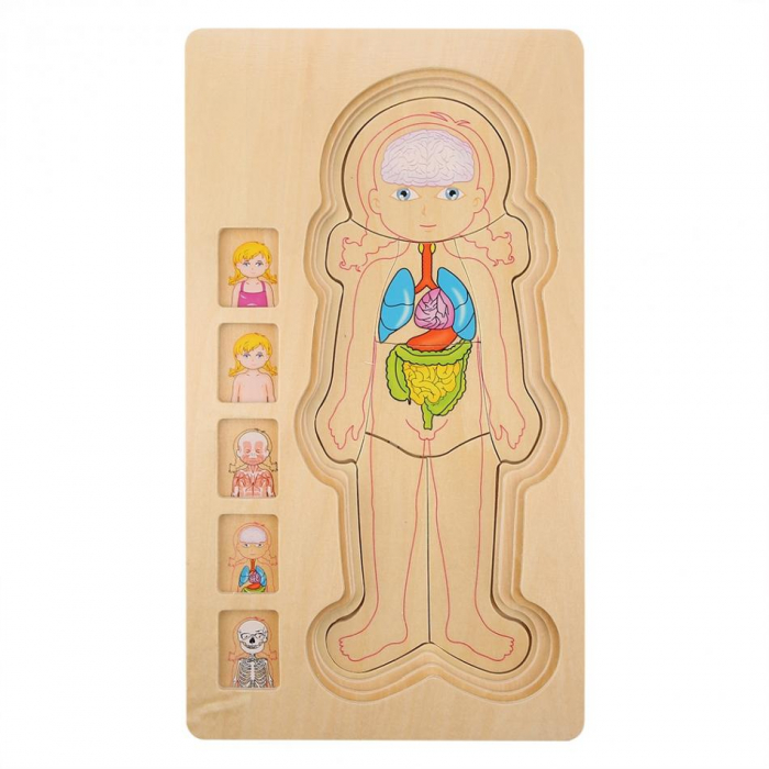 Puzzle din lemn anatomia corpului uman - fetita [6]