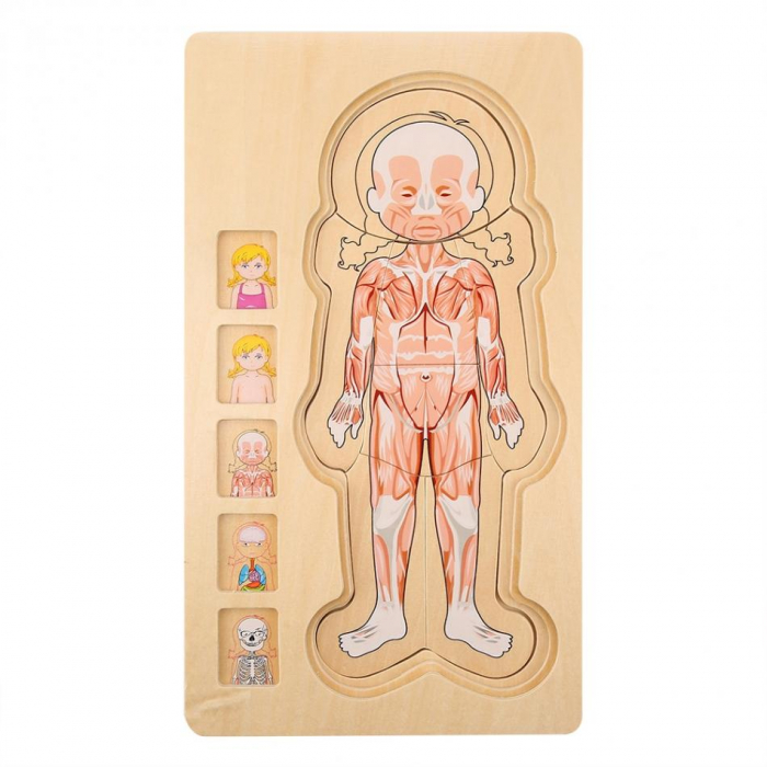 Puzzle din lemn anatomia corpului uman - fetita [5]