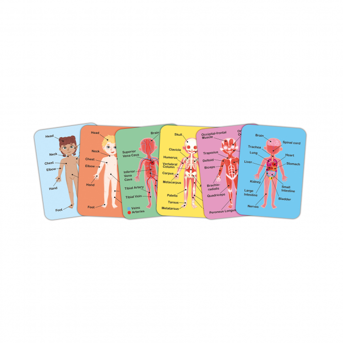 Puzzle magnetic corpul uman (68 piese) [5]