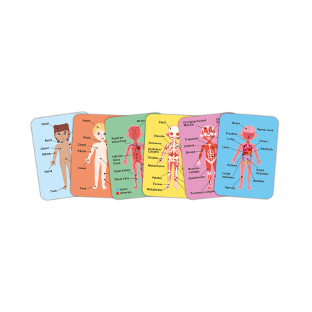 Puzzle magnetic corpul uman (68 piese) [4]