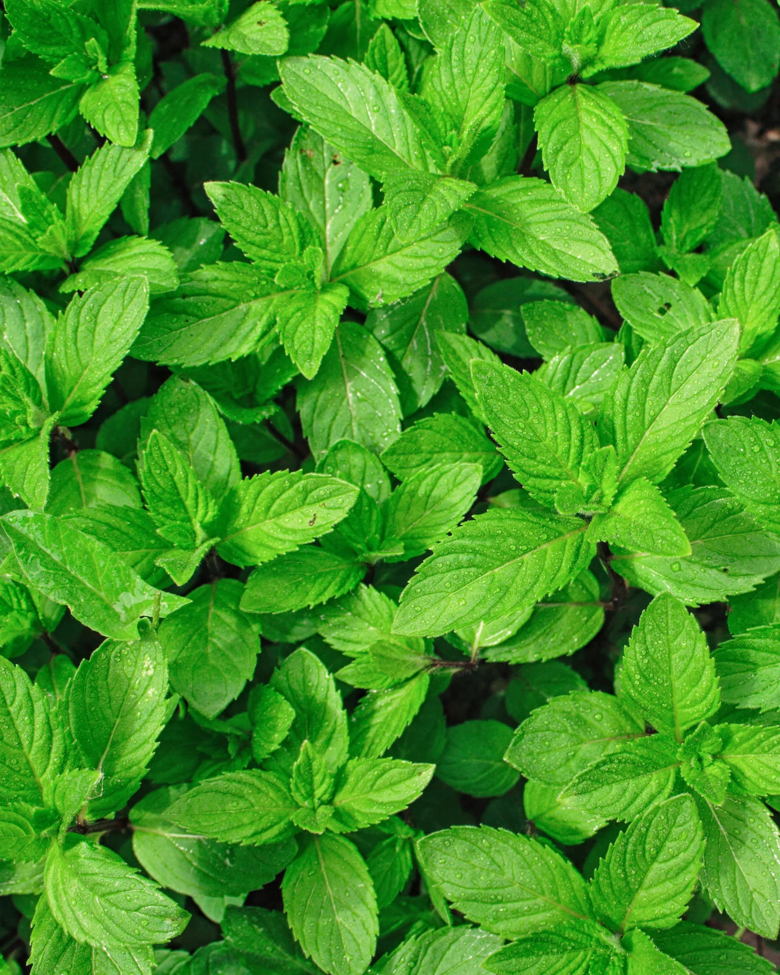 Sare de baie cu eucalipt, menthol și camphor [2]
