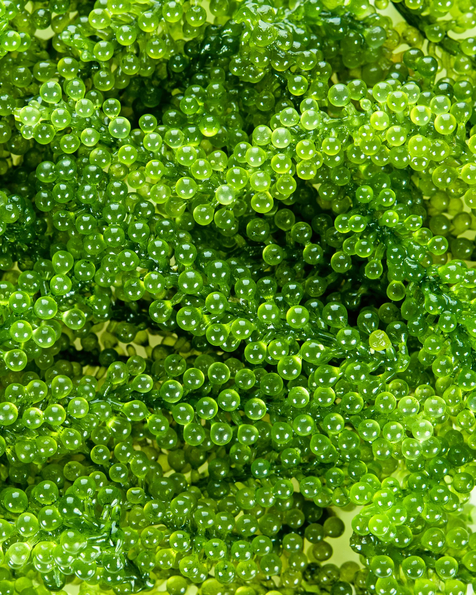 Ser cu Lifting Intens cu caviar verde, alge marine, elastină și colagen. [2]