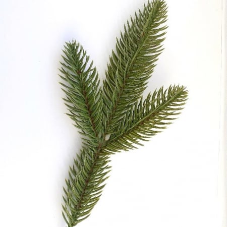 Crenguta brad artificial 3 ramuri [1]