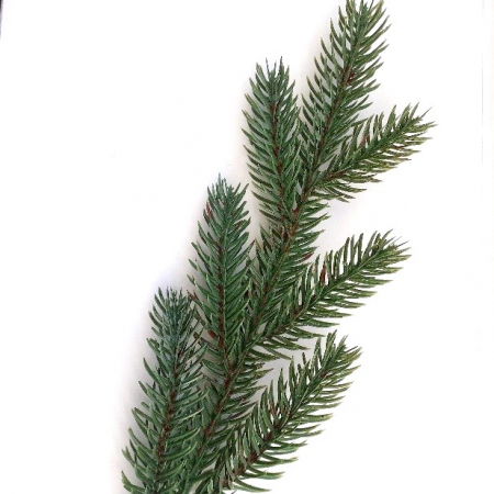 Crenguta brad artificial 7 ramuri [1]