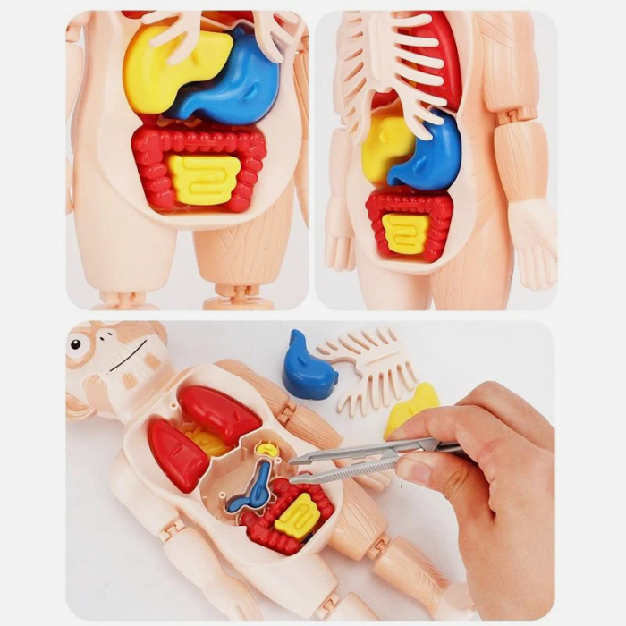 Corpul Uman pentru Copii – Invatarea Organelor si Structurii Anatomice [5]