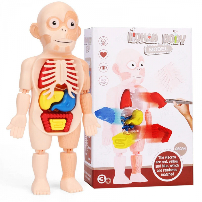 Corpul Uman pentru Copii – Invatarea Organelor si Structurii Anatomice [1]