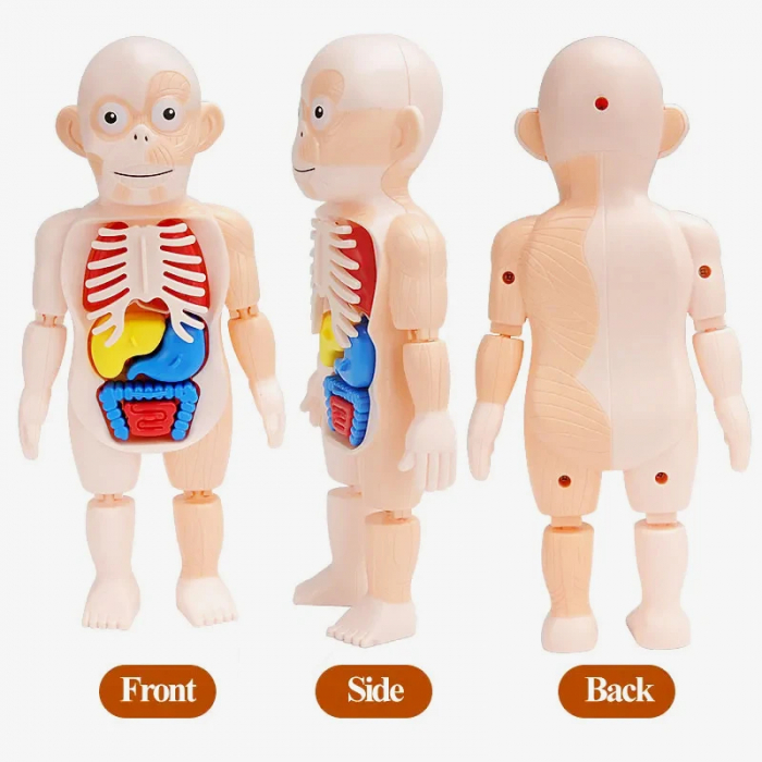 Corpul Uman pentru Copii – Invatarea Organelor si Structurii Anatomice [3]