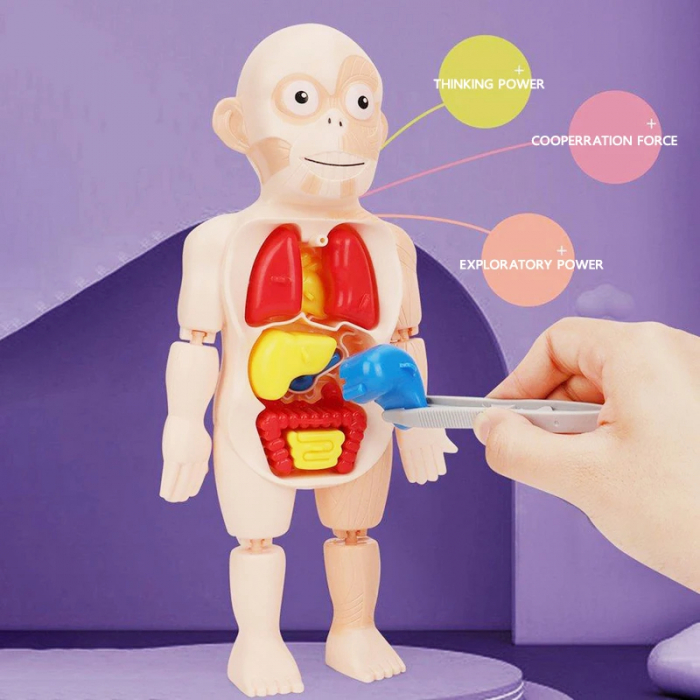 Corpul Uman pentru Copii – Invatarea Organelor si Structurii Anatomice [2]