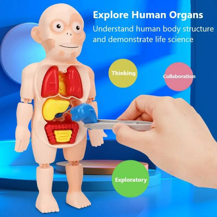 Corpul Uman pentru Copii – Invatarea Organelor si Structurii Anatomice [7]
