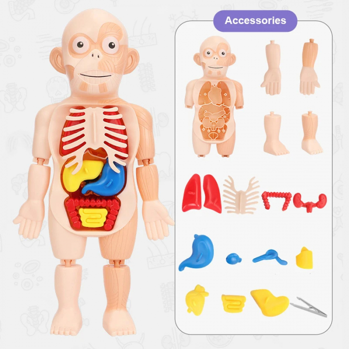 Corpul Uman pentru Copii – Invatarea Organelor si Structurii Anatomice [6]