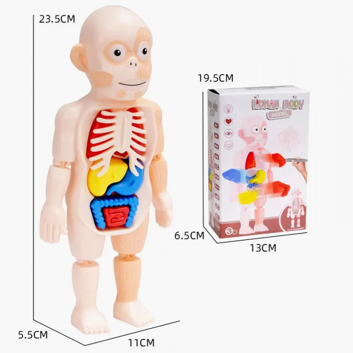 Corpul Uman pentru Copii – Invatarea Organelor si Structurii Anatomice [4]