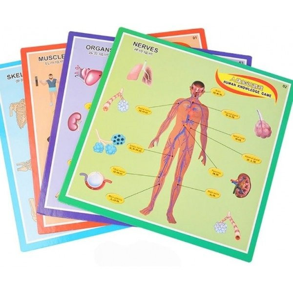 Puzzle Educativ Corpul Uman - Joc Interactiv pentru Copii [4]