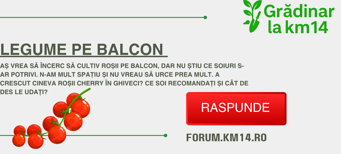Forum1