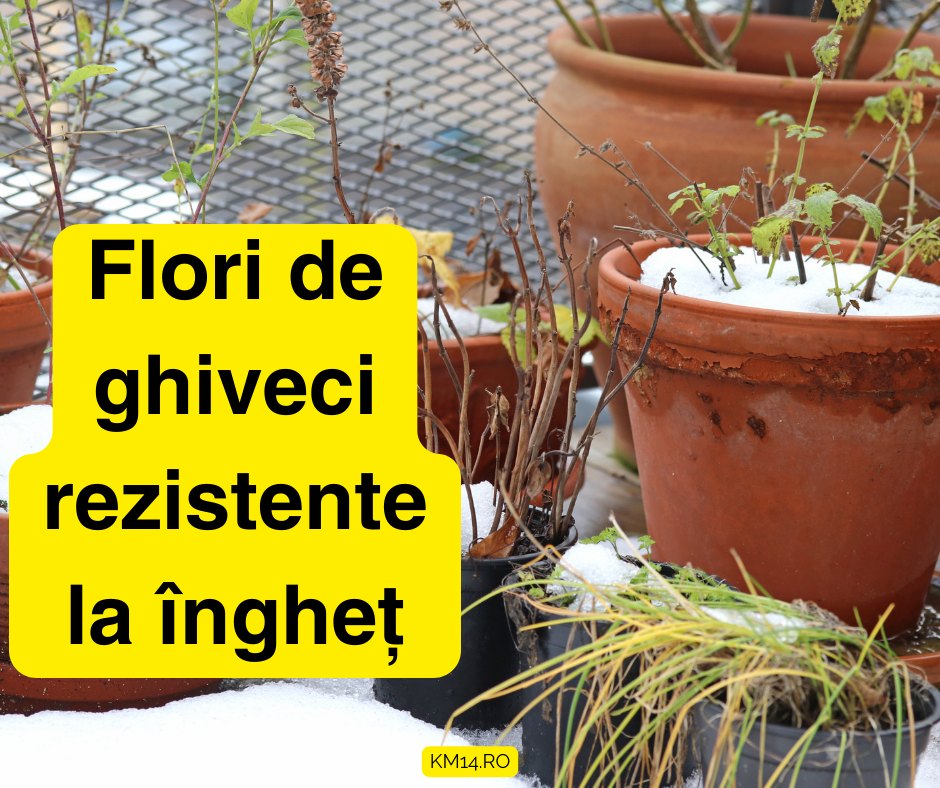 5 Flori de ghiveci rezistente la îngheț - Lumina, sol, udare, sfaturi de îngrijire pentru iarna