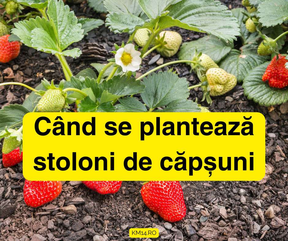 Când se plantează stoloni de căpșuni: Locație, sol, ghid de plantare, fertilizare, cum răspunzi la probleme.
