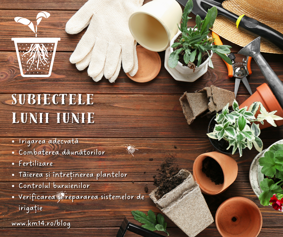 Activități de grădinărit esențiale pentru luna iunie