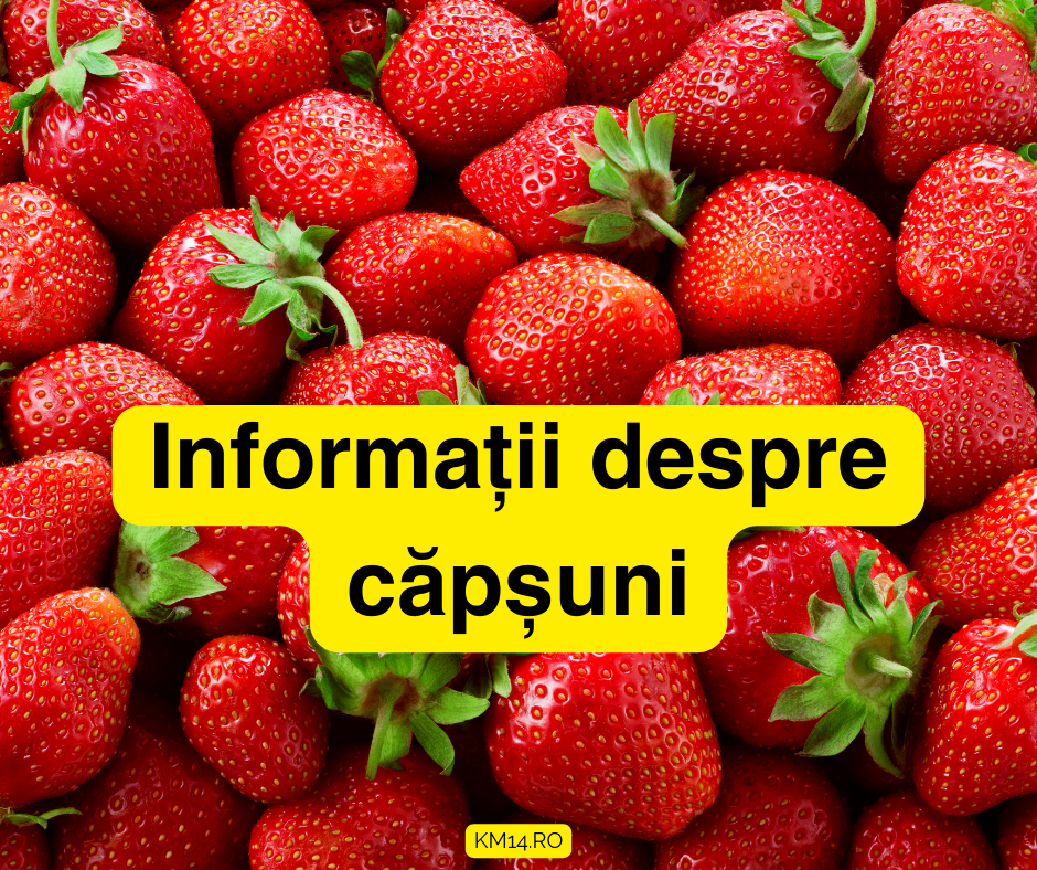 Informati despre capsuni - Beneficii, unde se plantează ? cum se înmulțesc? Cum se aleg?- ghid complet