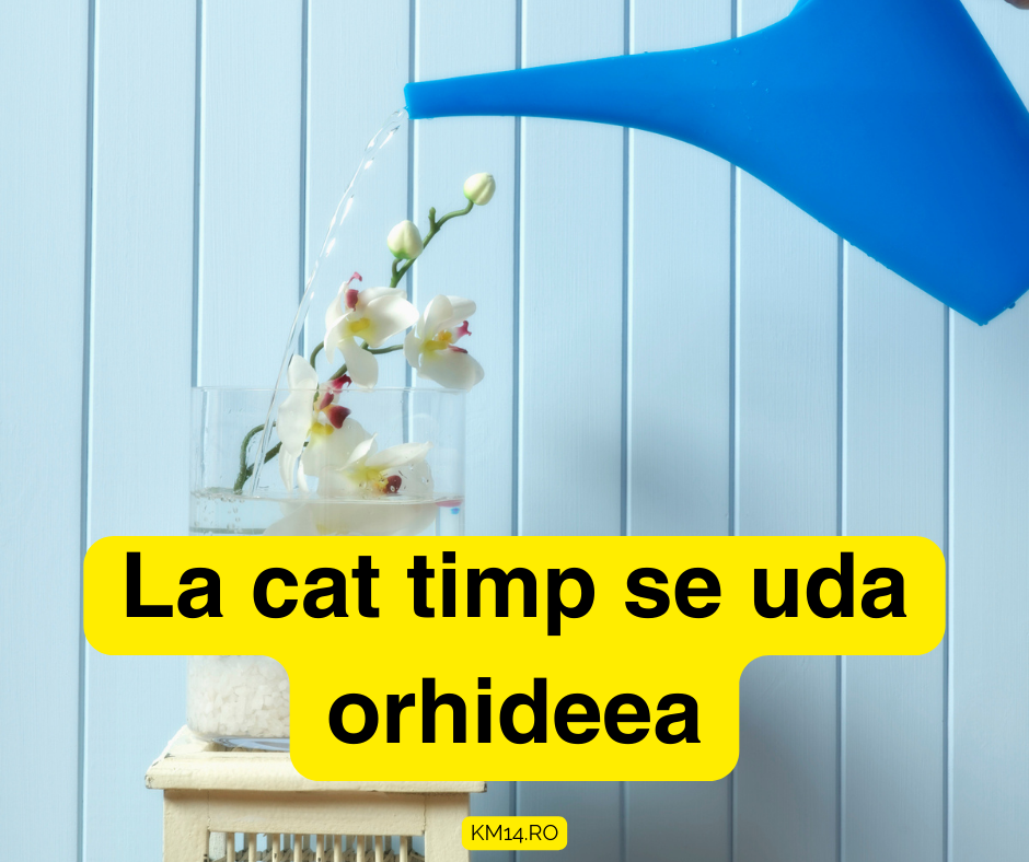 La cat timp se uda orhideea - Ghid complet pentru o îngrijire corecta