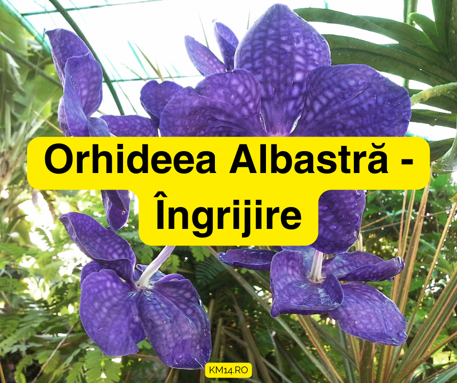 Orhideea Albastră - Îngrijire : Lumina, substrat, fertilizare, etc - Ghid complet
