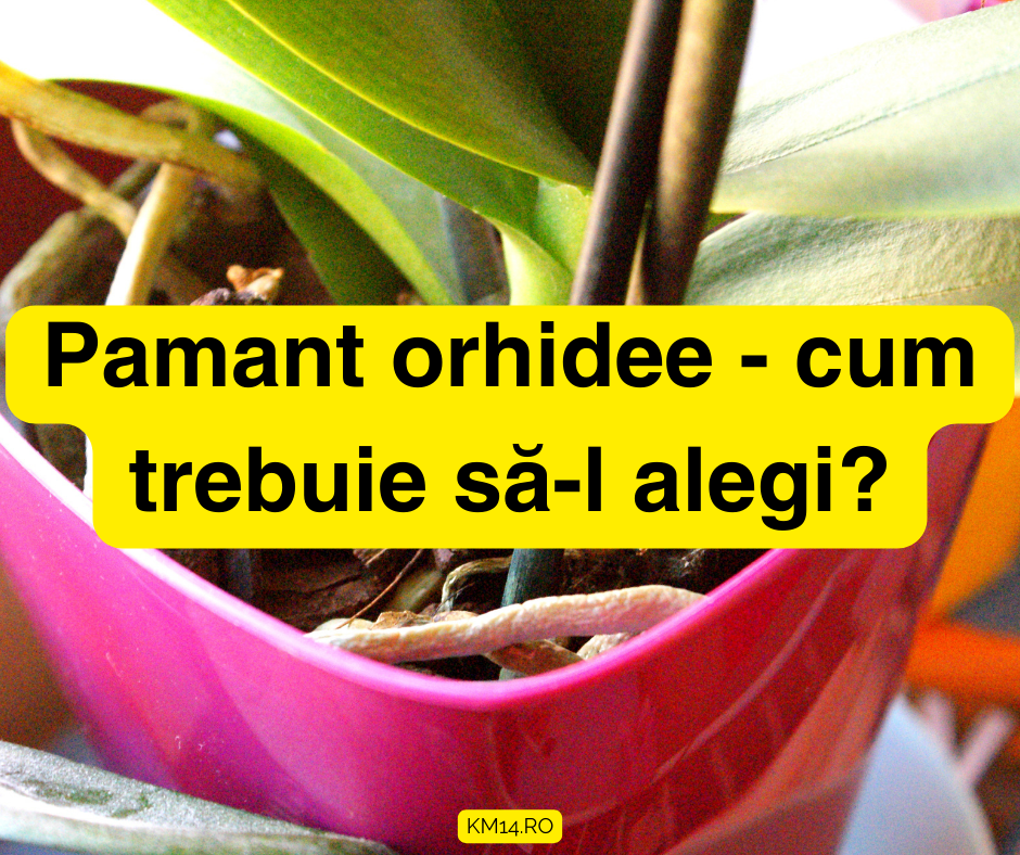 Pamant orhidee - cum trebuie să-l alegi?