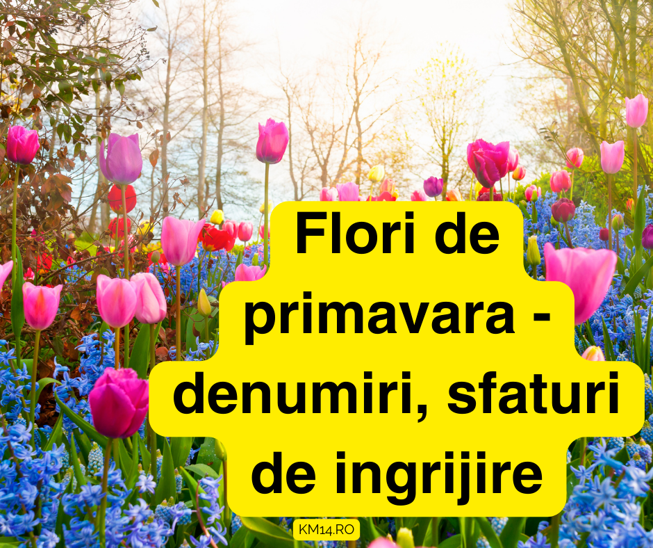 Flori de primavara - denumiri si sfaturi de ingrijire