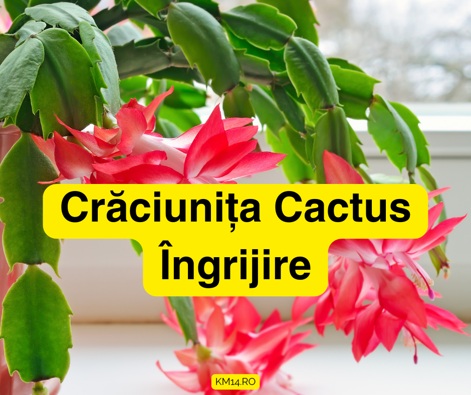 Crăciunița Cactus – Ghidul Complet de Îngrijire