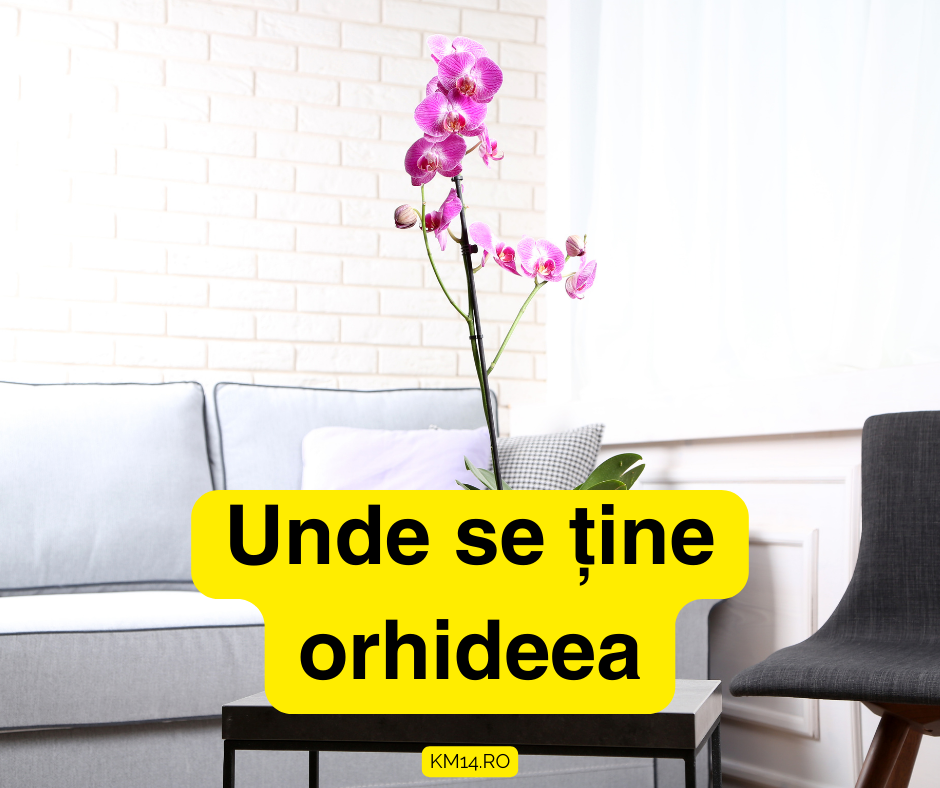 Unde se ține orhideea: Ghidul complet pentru îngrijirea adecvată