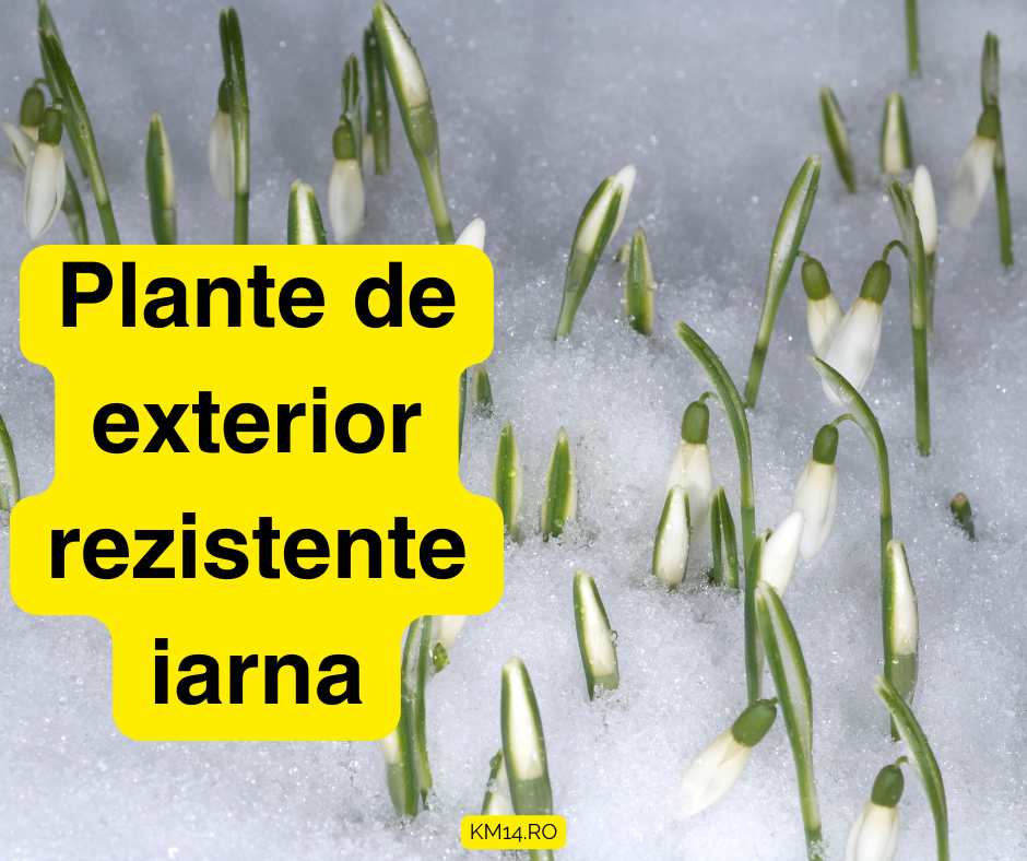 Plante de exterior rezistente iarna - exemple si cum le îngrijim