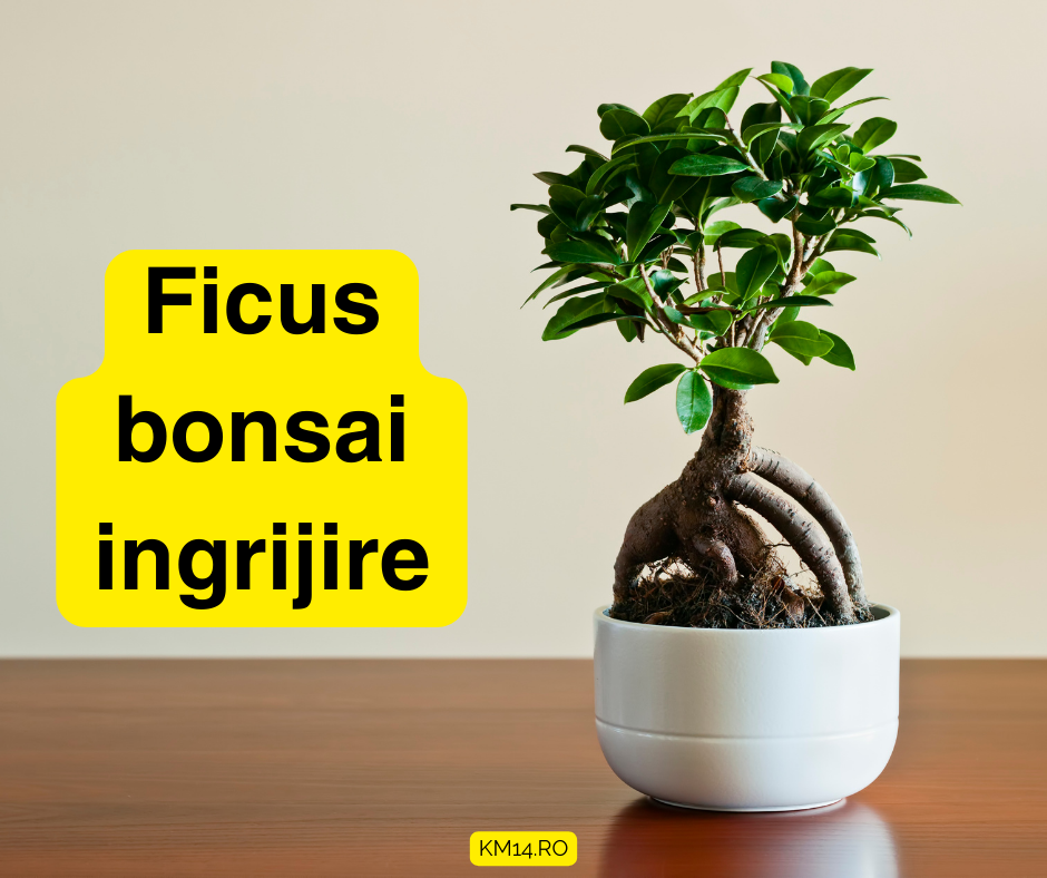 Ficus bonsai ingrijire - ghid complet