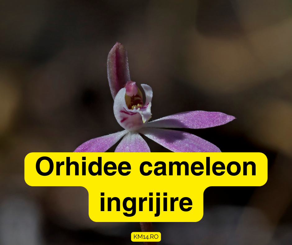 Orhidee cameleon ingrijire - Iluminarea,Substart, Umiditatea, Temperatura, Udarea, Fertilizarea