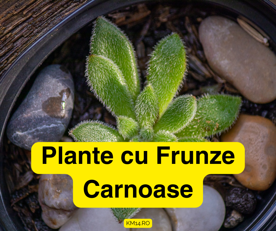 Plante cu Frunze Carnoase: 5 Exemple Populare pentru Casa Ta