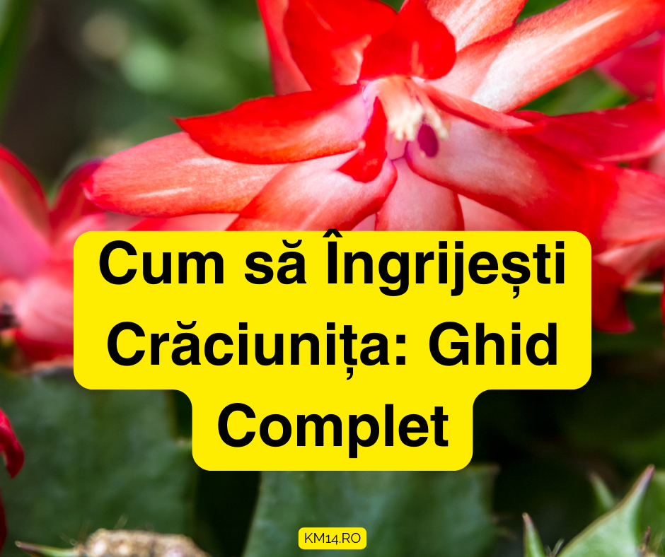 Ingrijire Craciunita Cactus - Secretul înfloririi - ghid complet - udare, temperatura,lumina, fertilizare, etc