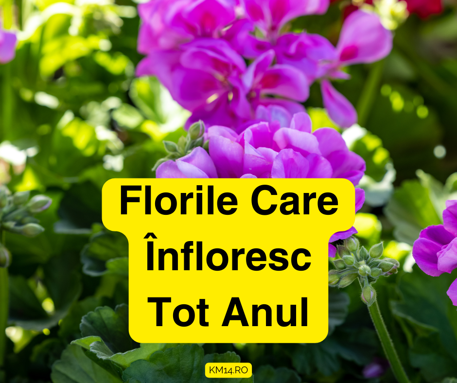 5 Flori de Grădină Care Înfloresc Tot Anul - Ghid de îngrijire - Lumina, Sol, Udare, Fertilizare ,etc