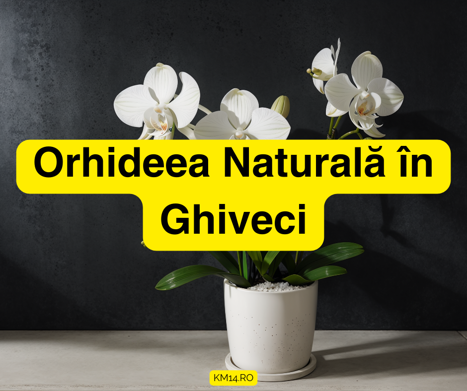 Orhideea Naturală în Ghiveci : Secretele Creșterii și Îngrijirii