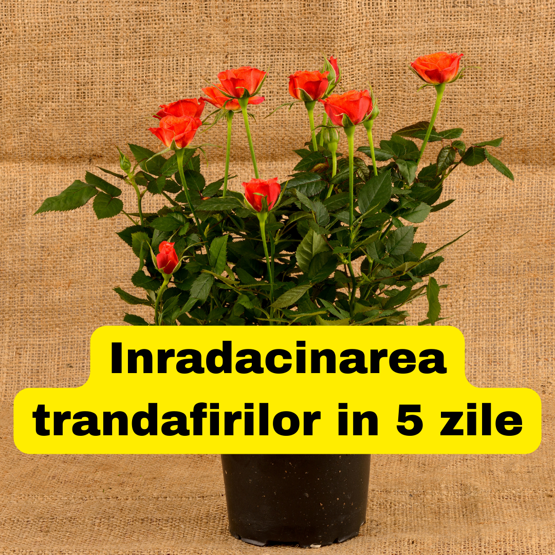 Inradacinarea trandafirilor in 5 zile. Cum este posibil?