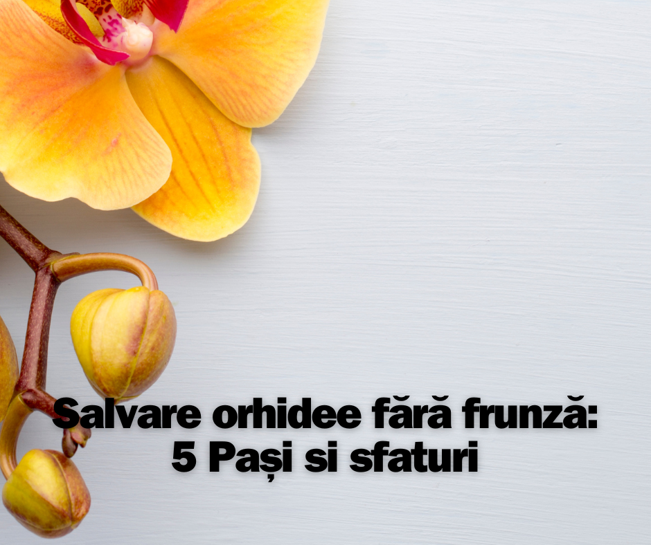 Salvare orhidee fără frunză: 5 Pași si sfaturi