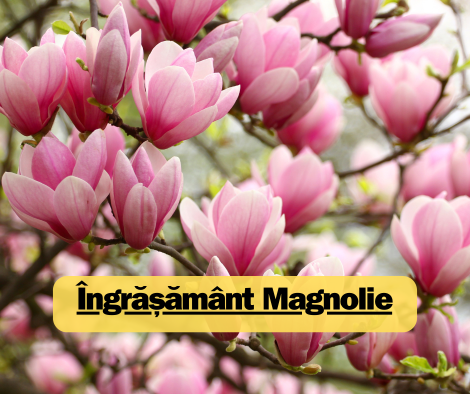 Îngrășământ Magnolie: Ce Trebuie să Știi pentru o Creștere Sănătoasă