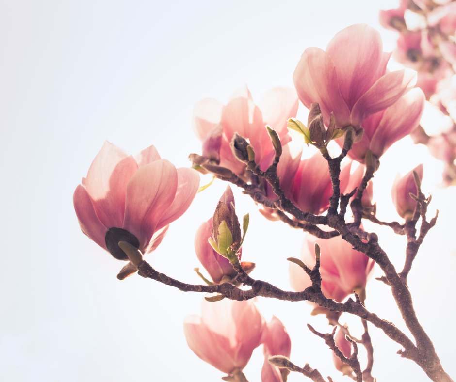 Ingrasamant magnolie