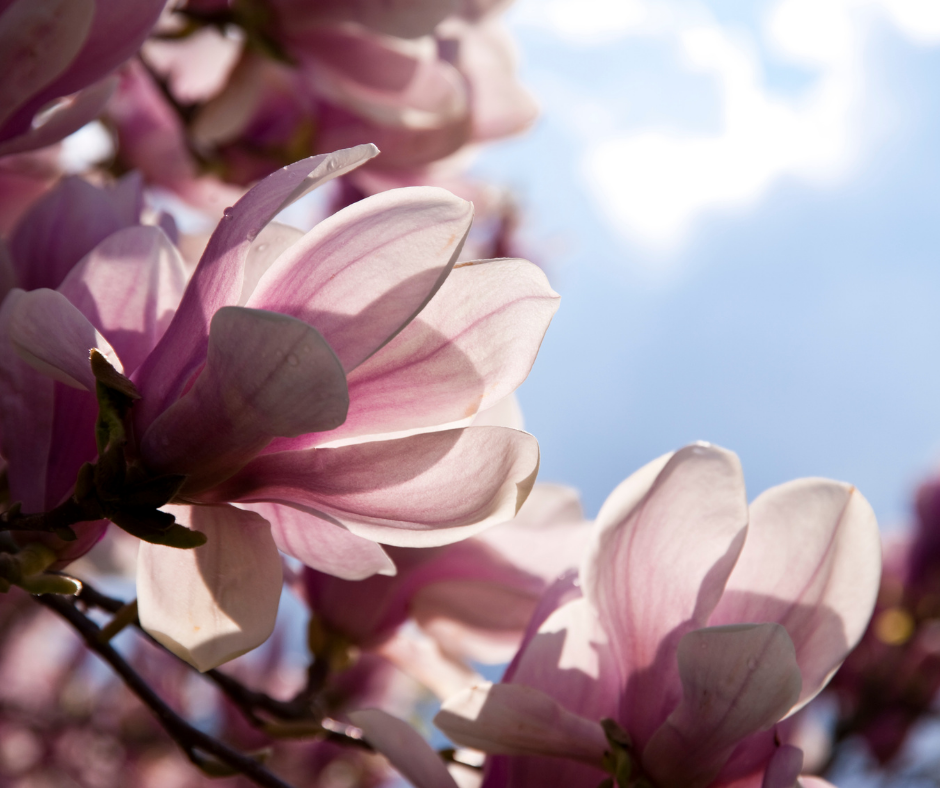 Ingrasamant magnolie