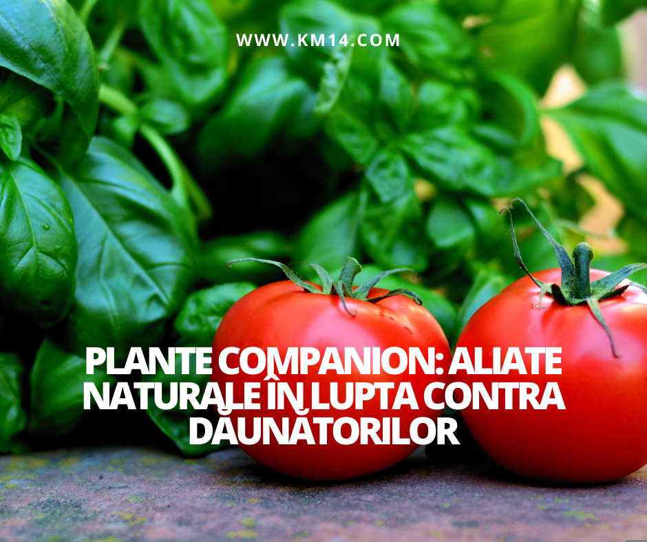 Plante Companion: Aliate Naturale în Lupta Contra Dăunătorilor