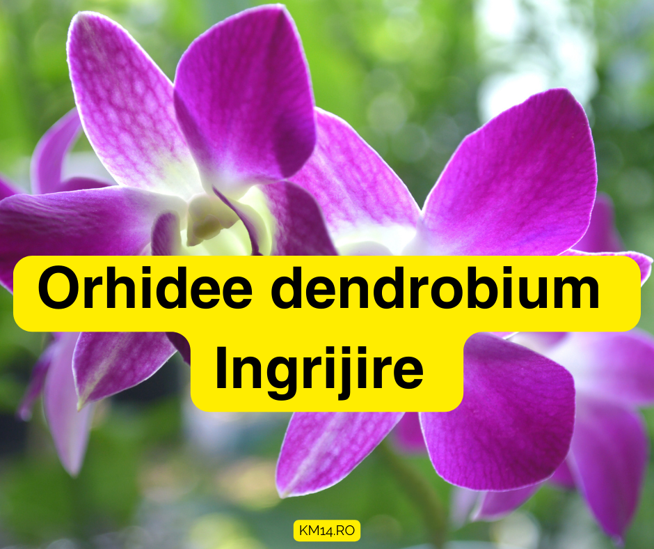 Orhidee dendrobium ingrijire - Lumina, Temperatura, Umiditate, Udare, Fertilizare, Inmulțire si Transplantare - Ghid Complet
