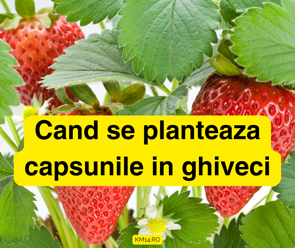 Cand se planteaza capsunile in ghiveci? - pe balcon sau in apartament - ghid complet