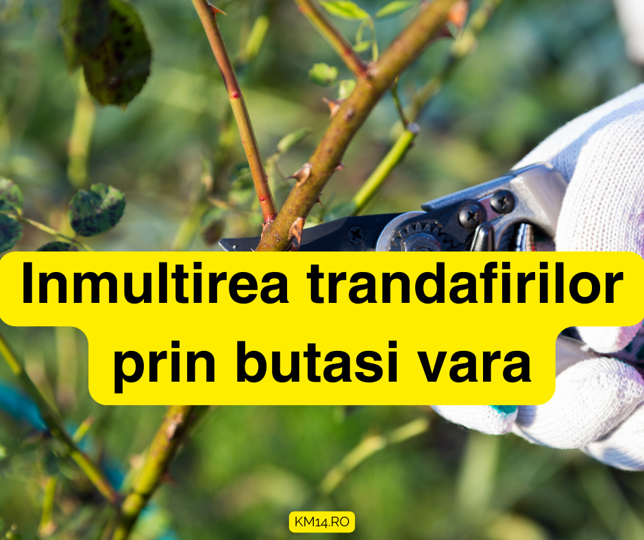 Inmultirea trandafirilor prin butasi vara. Cum se face?