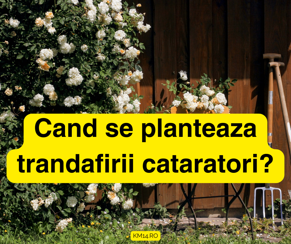 Cand se planteaza trandafirii cataratori? In ce luna? unde? cum? - Ghid Complet