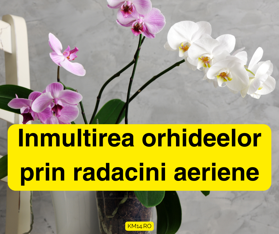 Inmultirea orhideelor prin radacini aeriene - Ghid complet